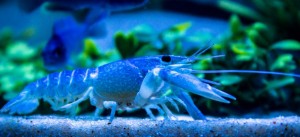 immersed-blue-lobster-980x450