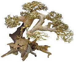 bonsai thủy sinh